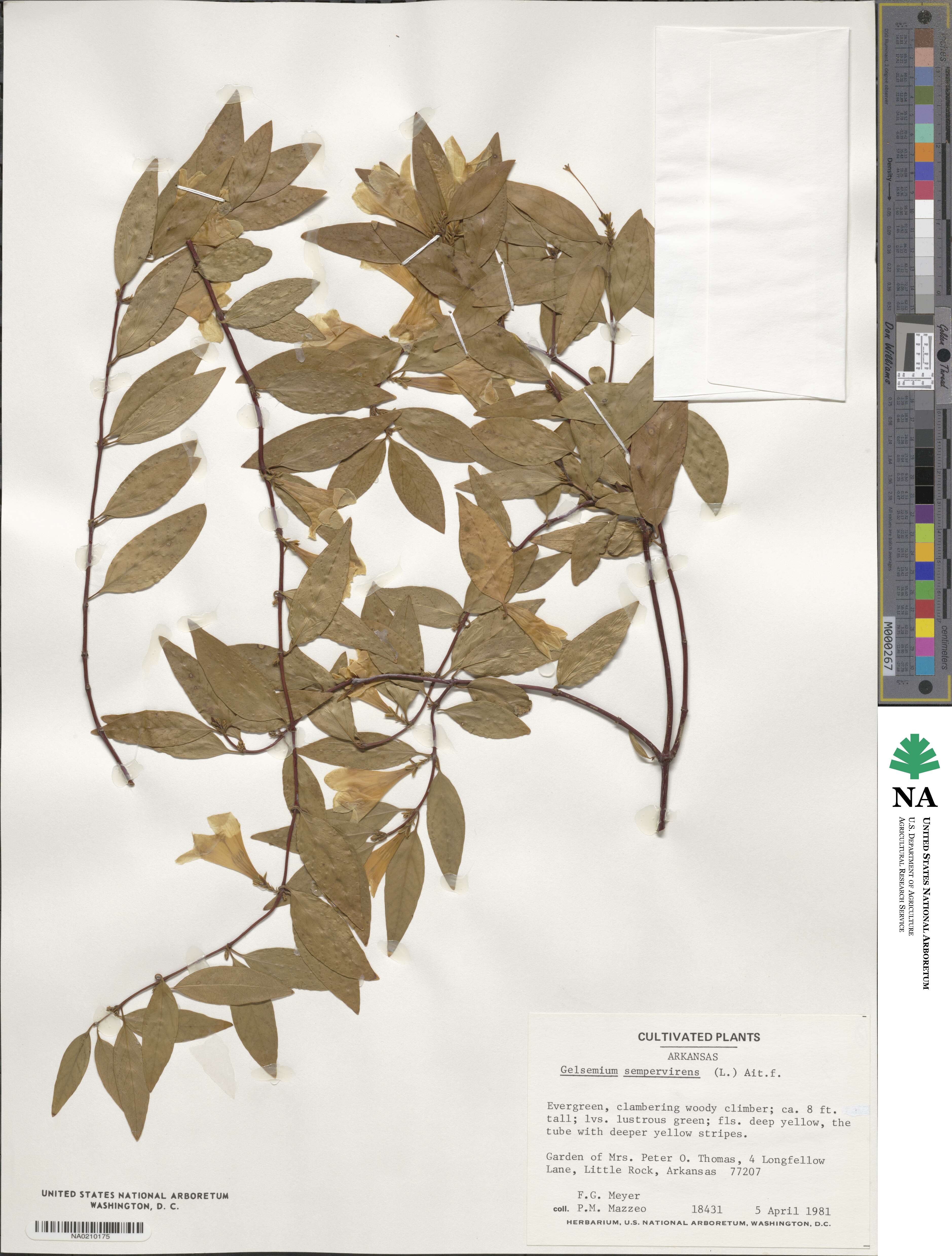 Gelsemiaceae image