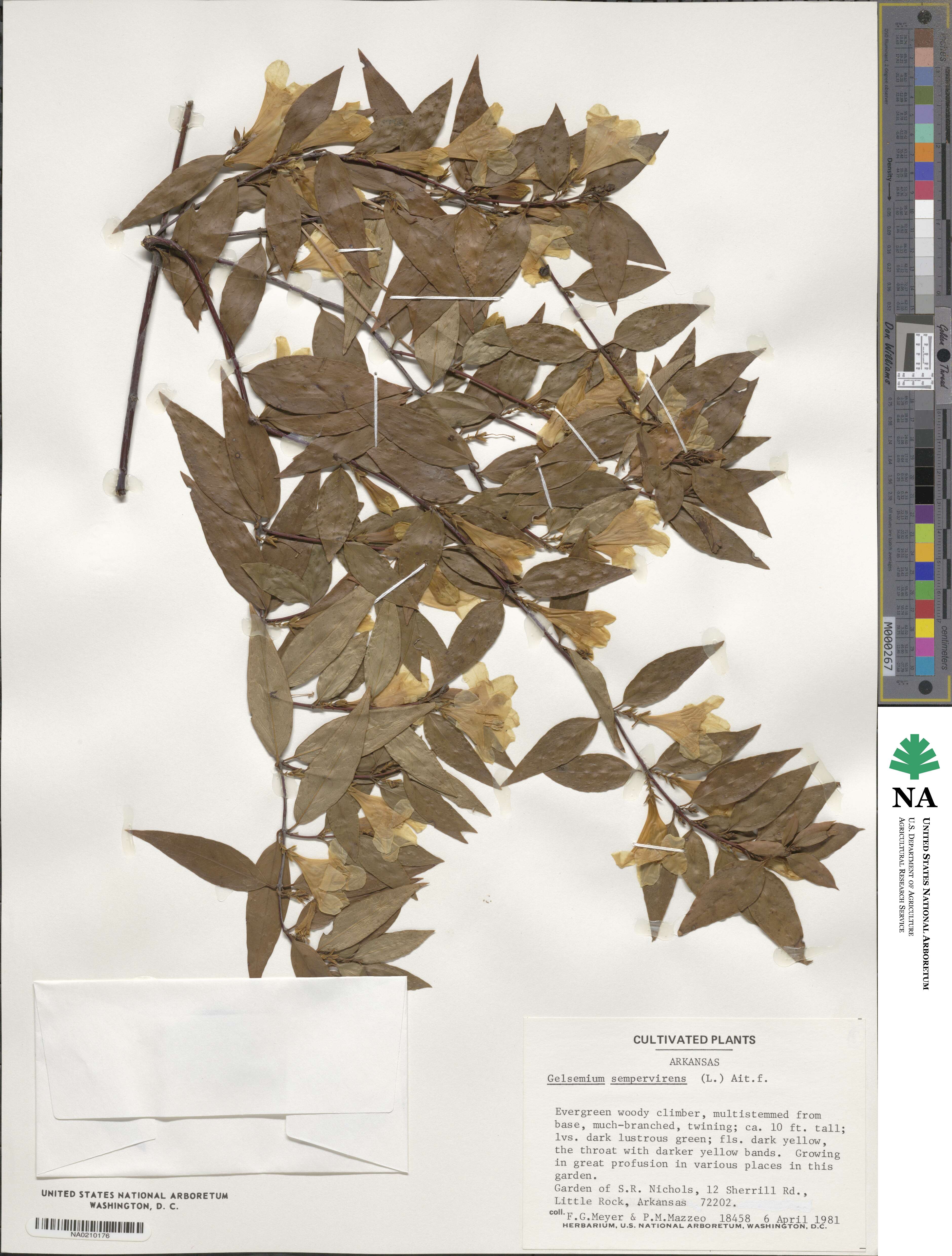 Gelsemium sempervirens image