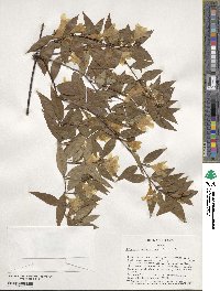 Gelsemium sempervirens image