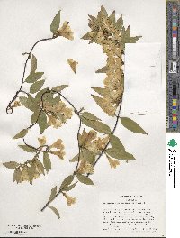 Gelsemium sempervirens image