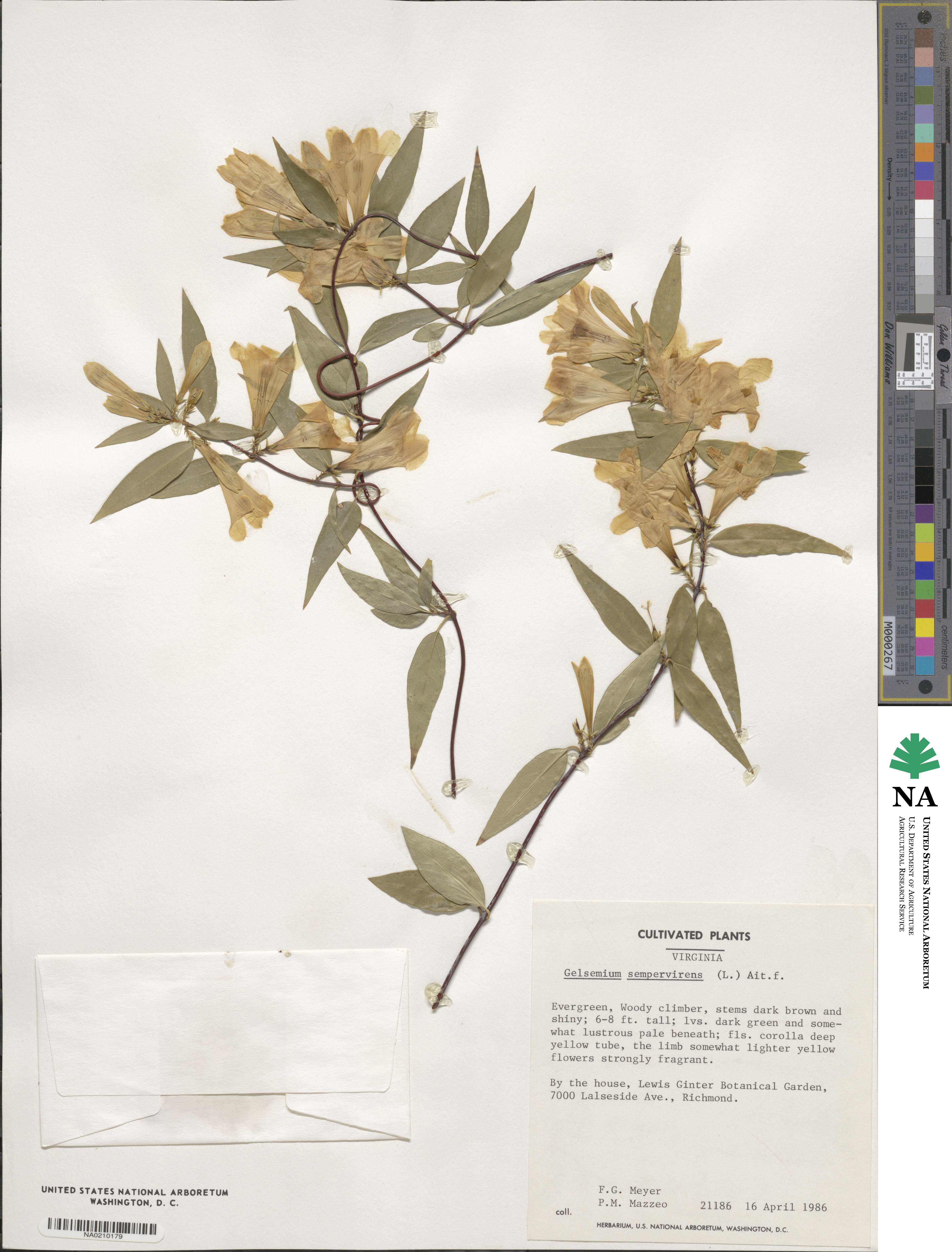 Gelsemium sempervirens image