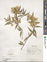 Gelsemium sempervirens image