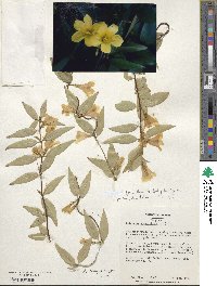 Gelsemium sempervirens image