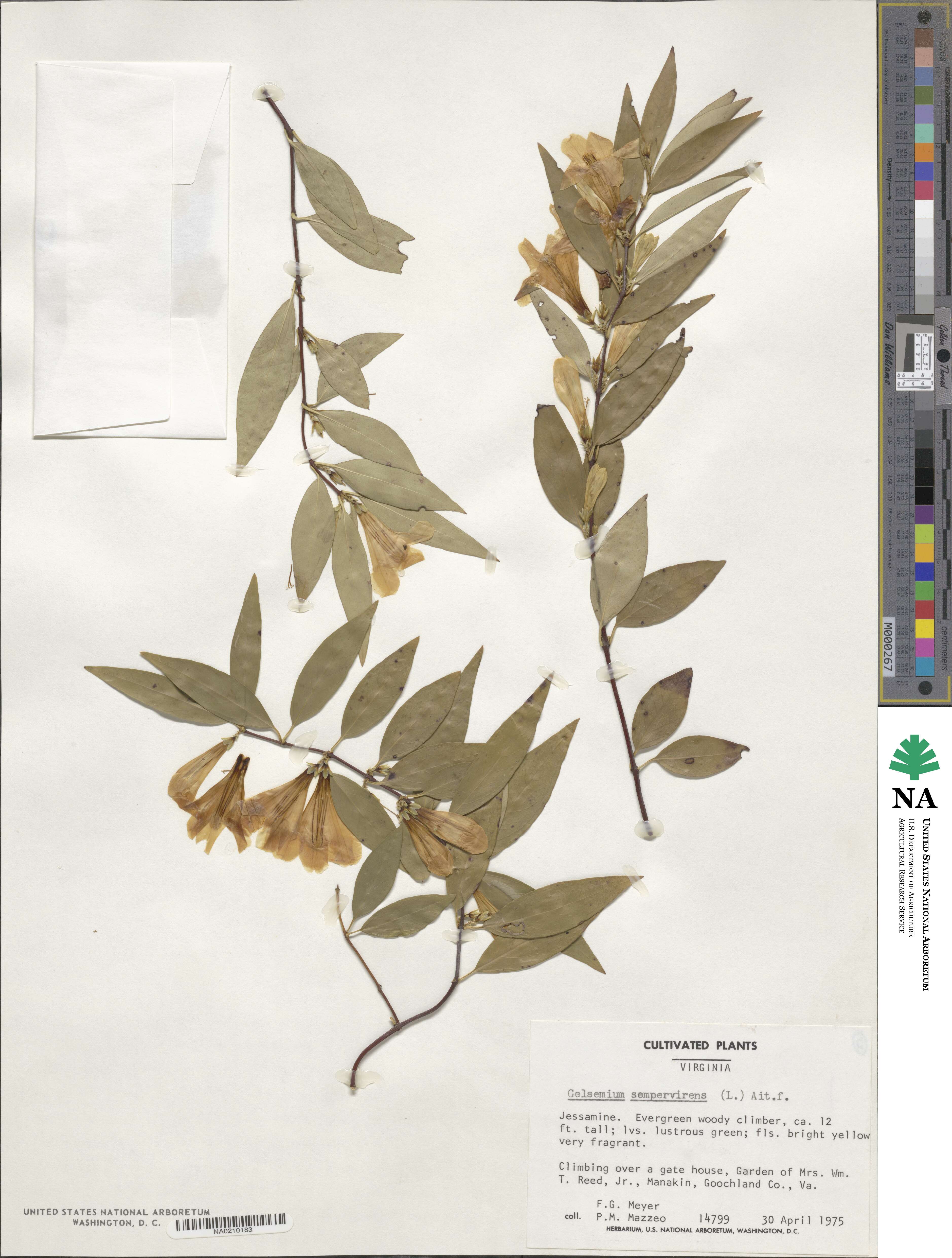 Gelsemium sempervirens image