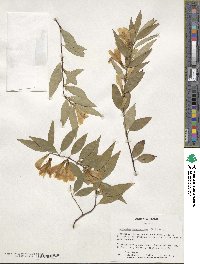 Gelsemium sempervirens image