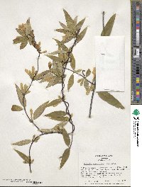 Gelsemium sempervirens image