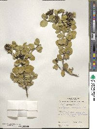 Image of Logania crassifolia