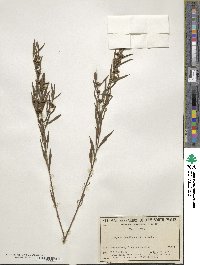 Image of Logania albiflora