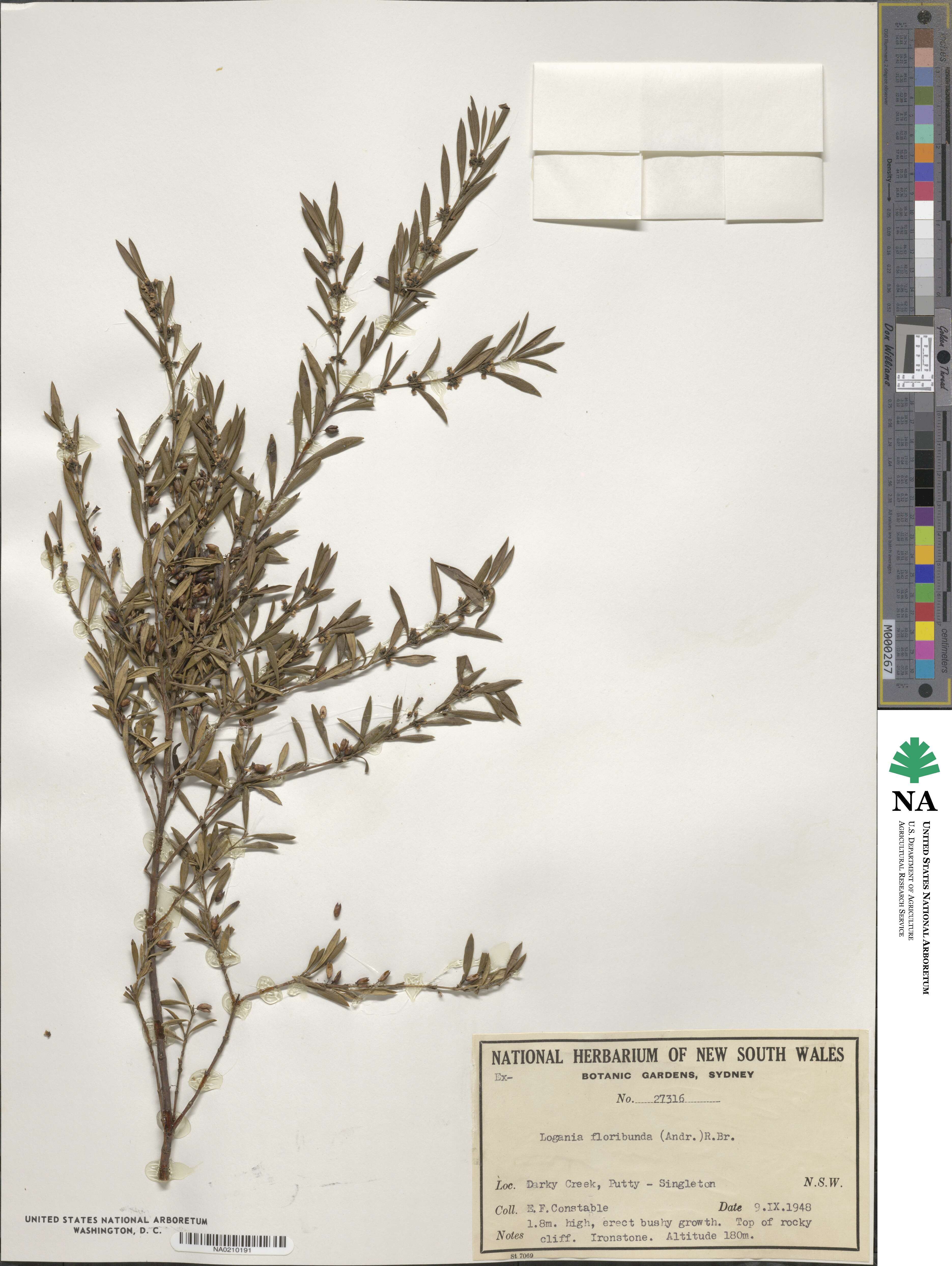 Logania albiflora image