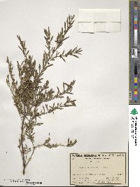 Logania albiflora image