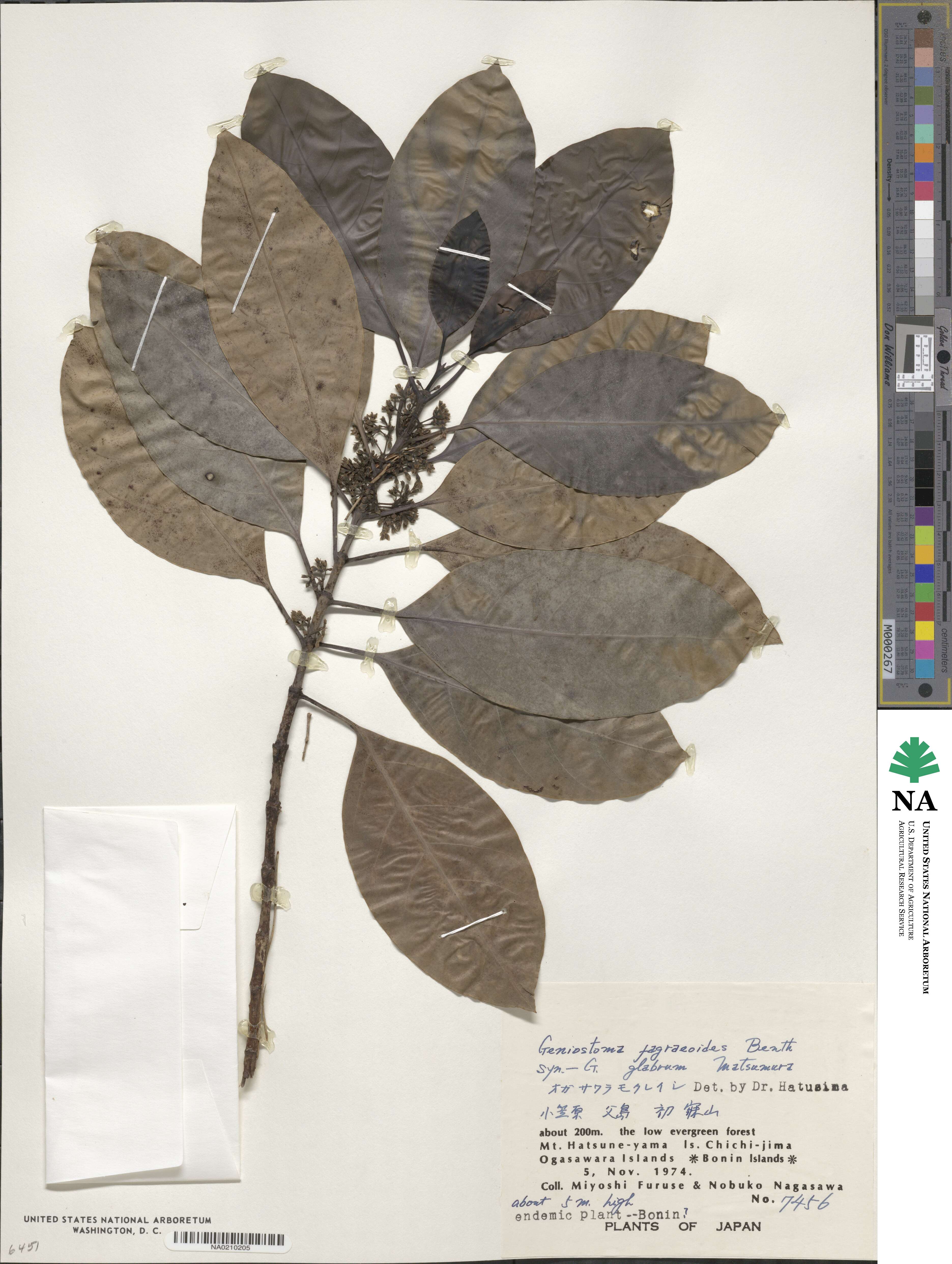 Geniostoma fagraeoides image