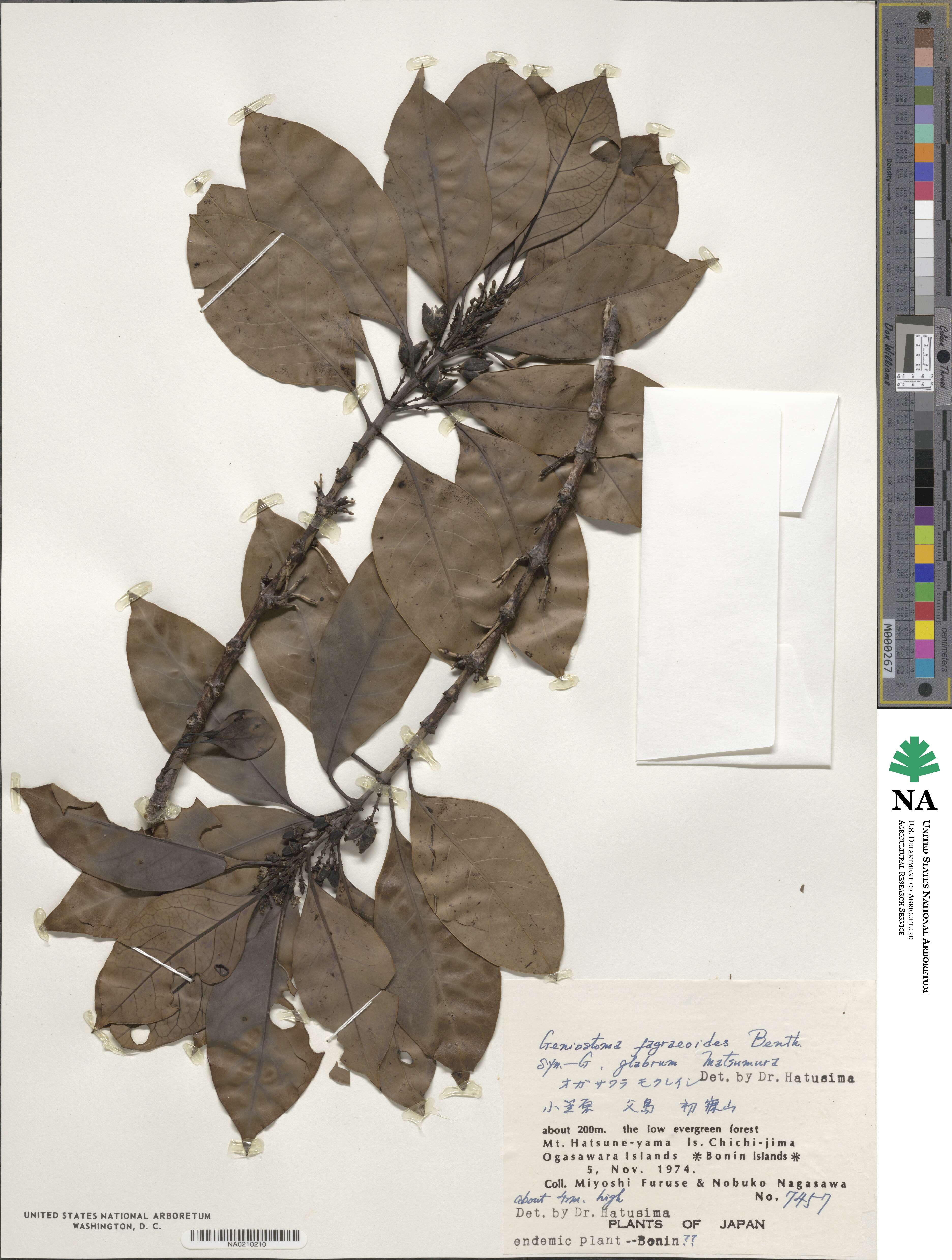 Geniostoma fagraeoides image