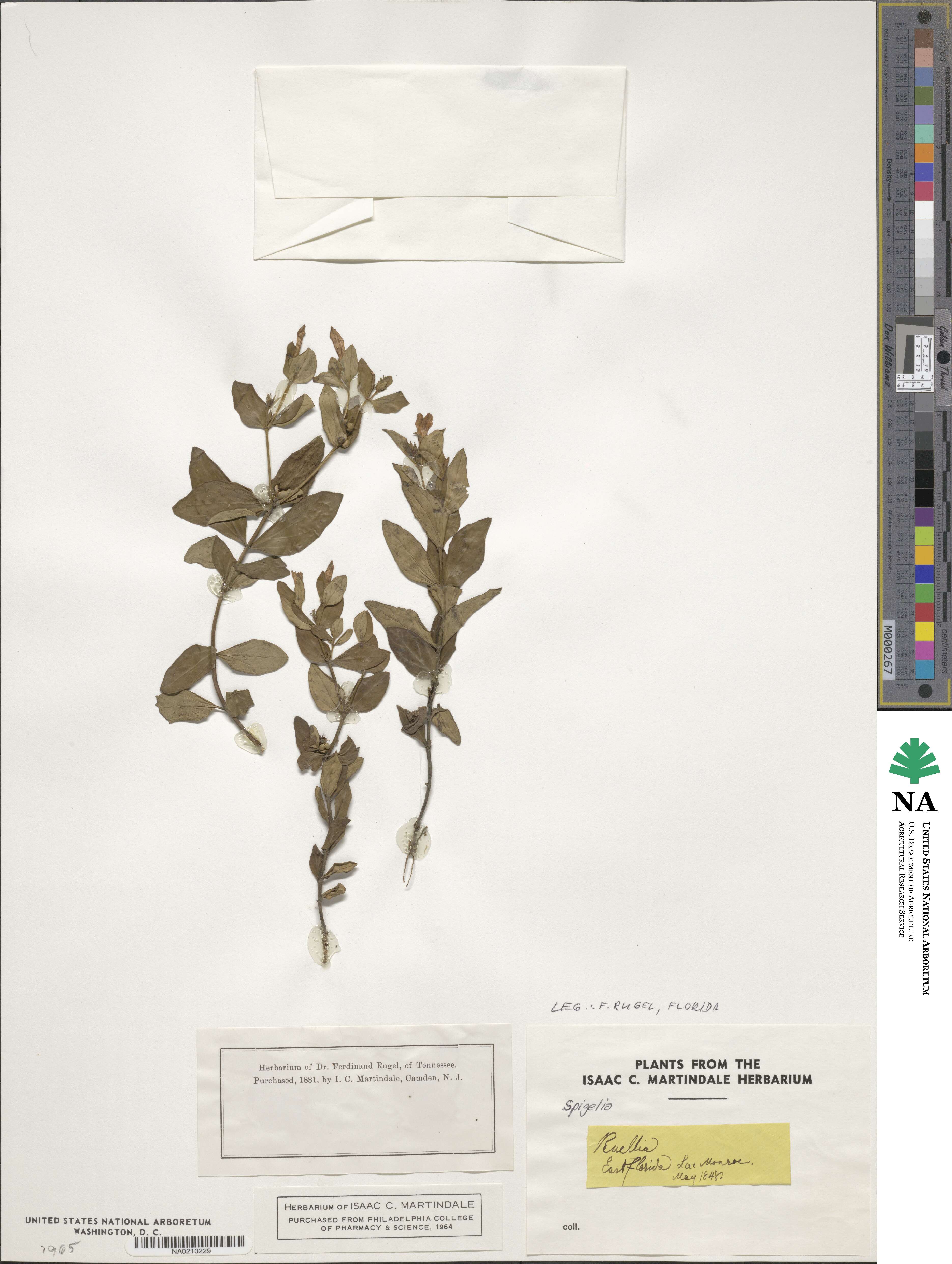 Spigelia loganioides image