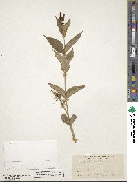 Spigelia marilandica image