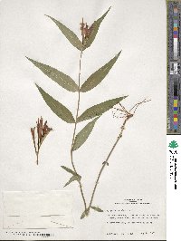 Spigelia marilandica image