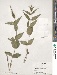 Spigelia marilandica image