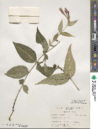 Spigelia marilandica image