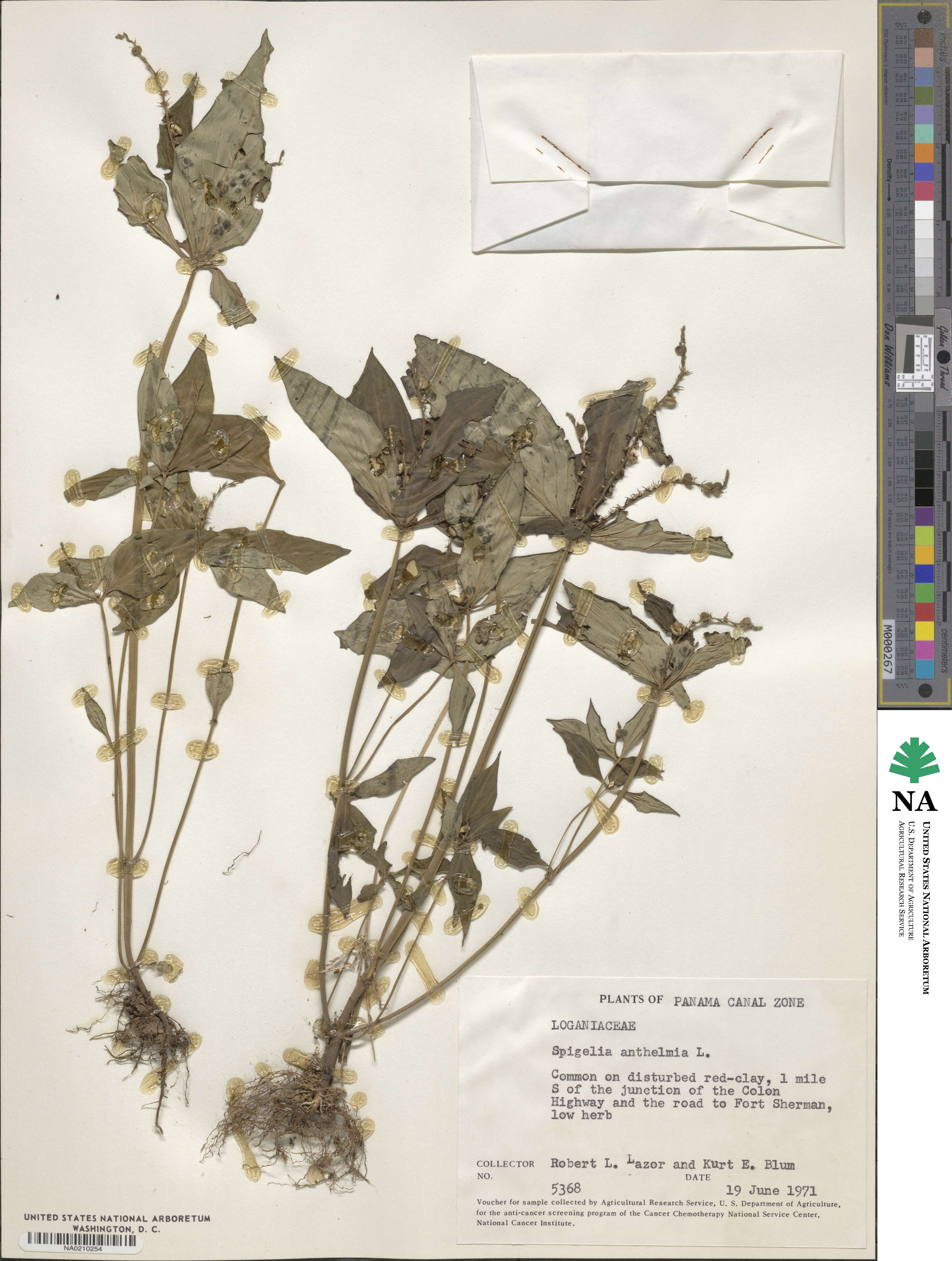 Spigelia anthelmia image
