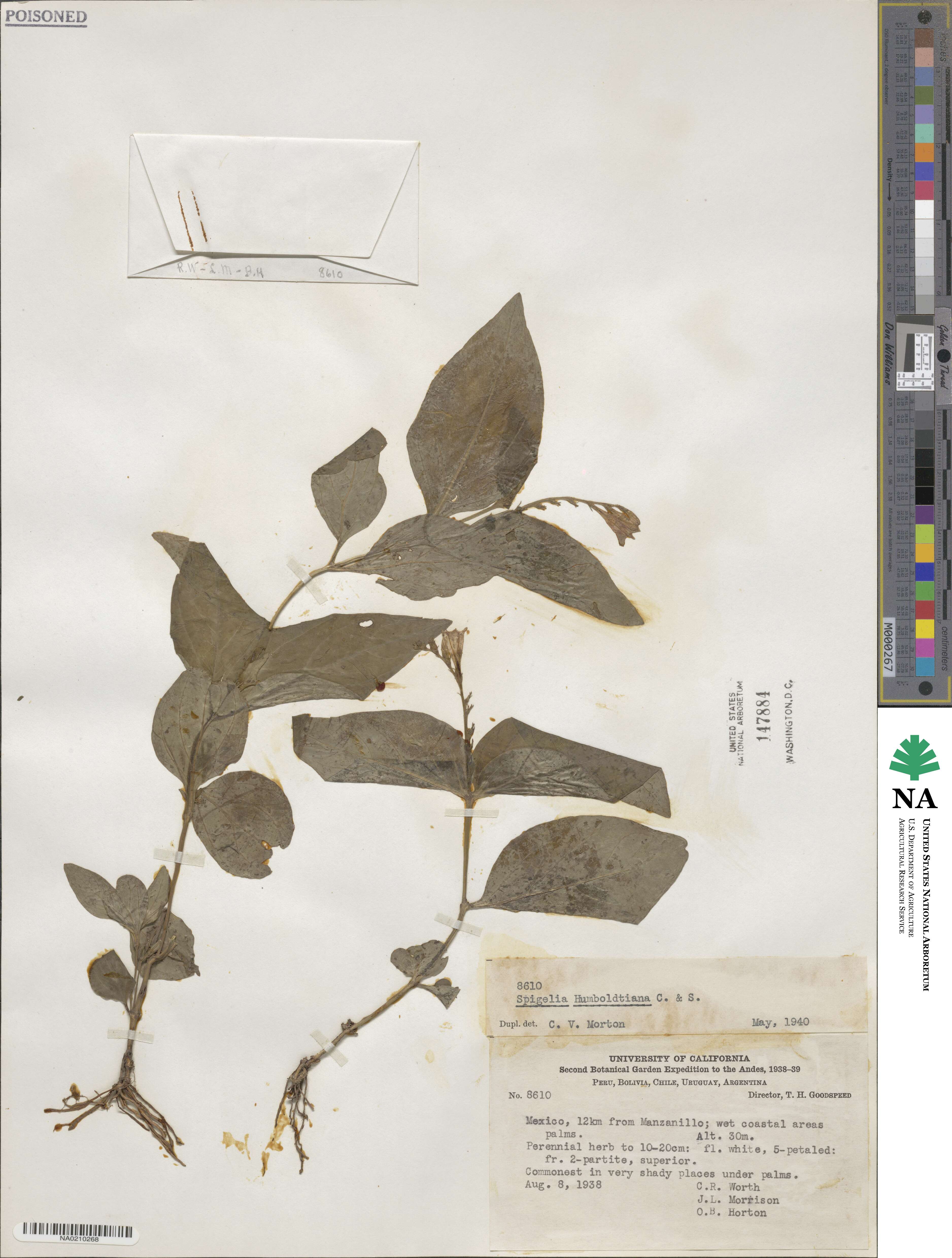 Spigelia scabra image