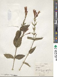 Spigelia marilandica image