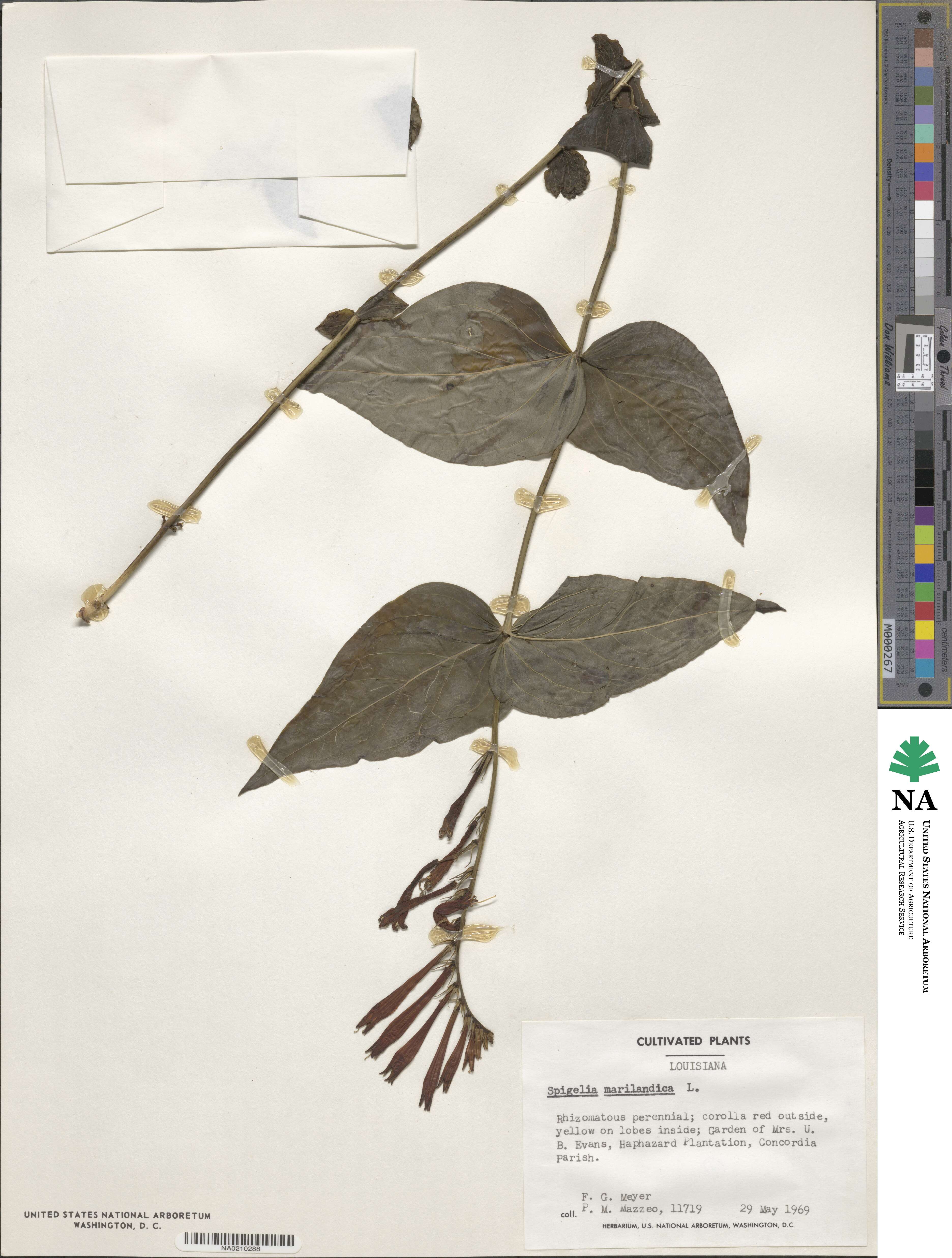 Spigelia marilandica image