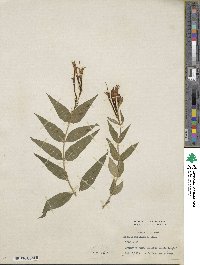 Spigelia marilandica image