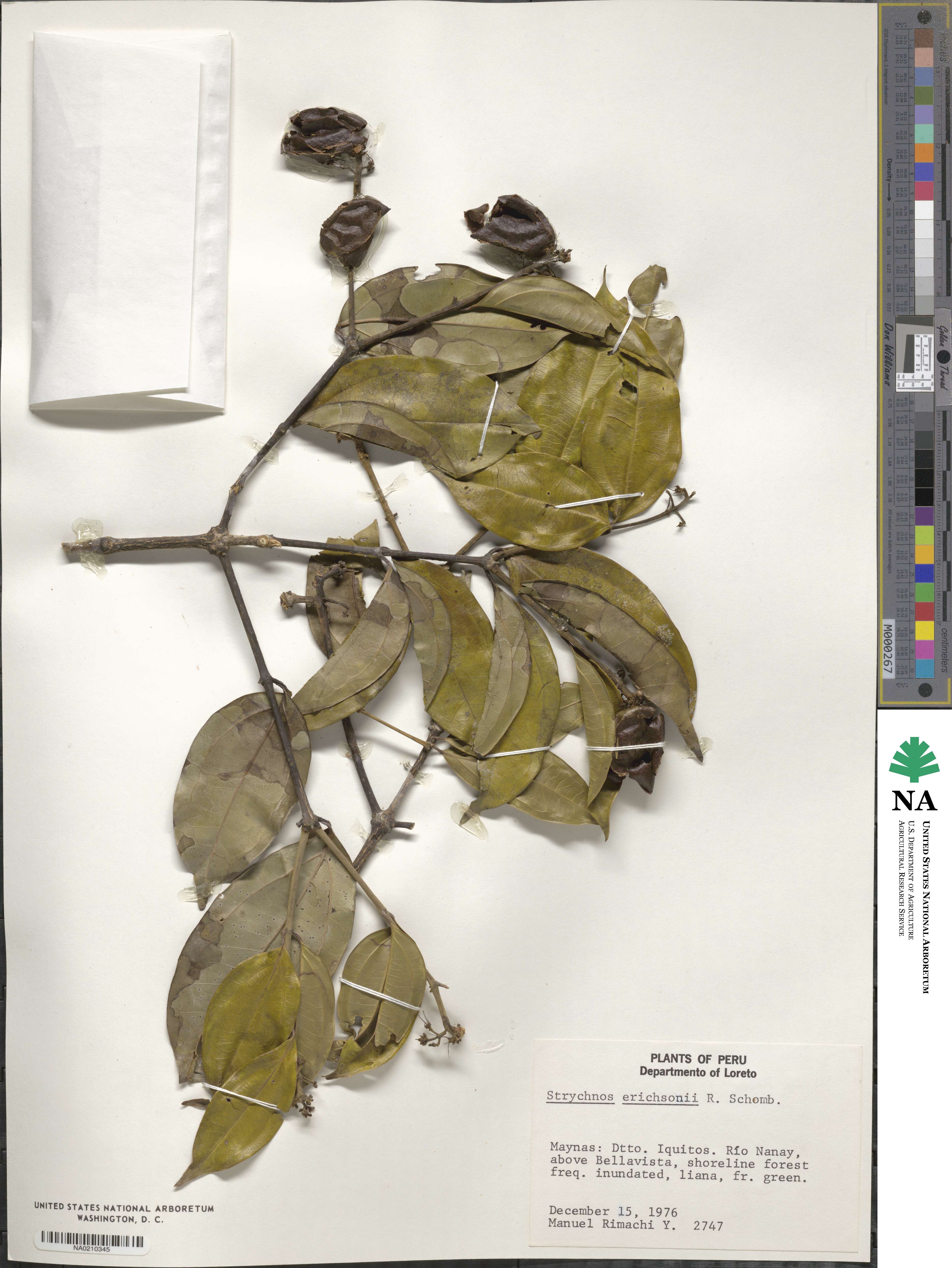 Strychnos erichsonii image
