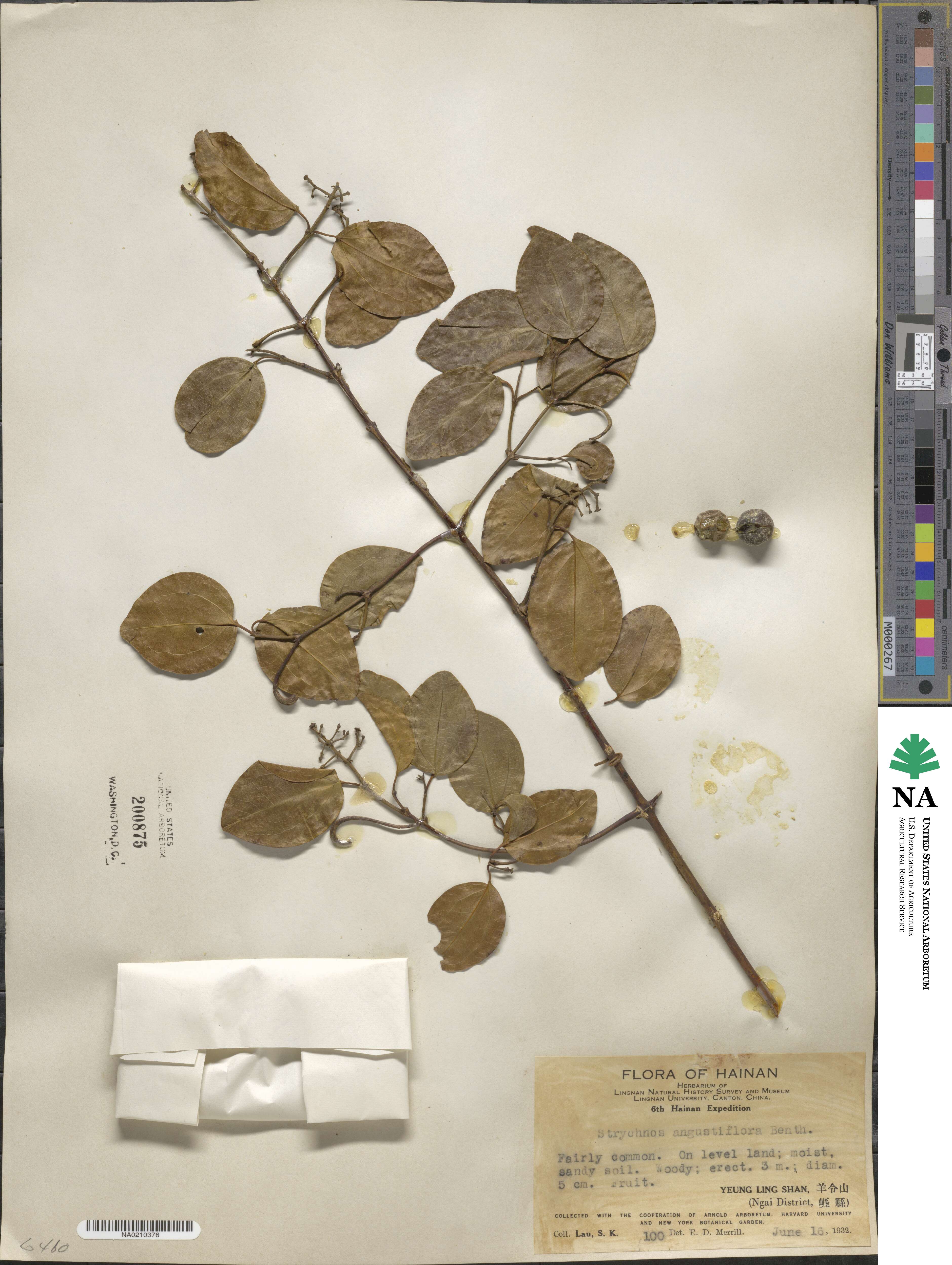 Strychnos angustiflora image