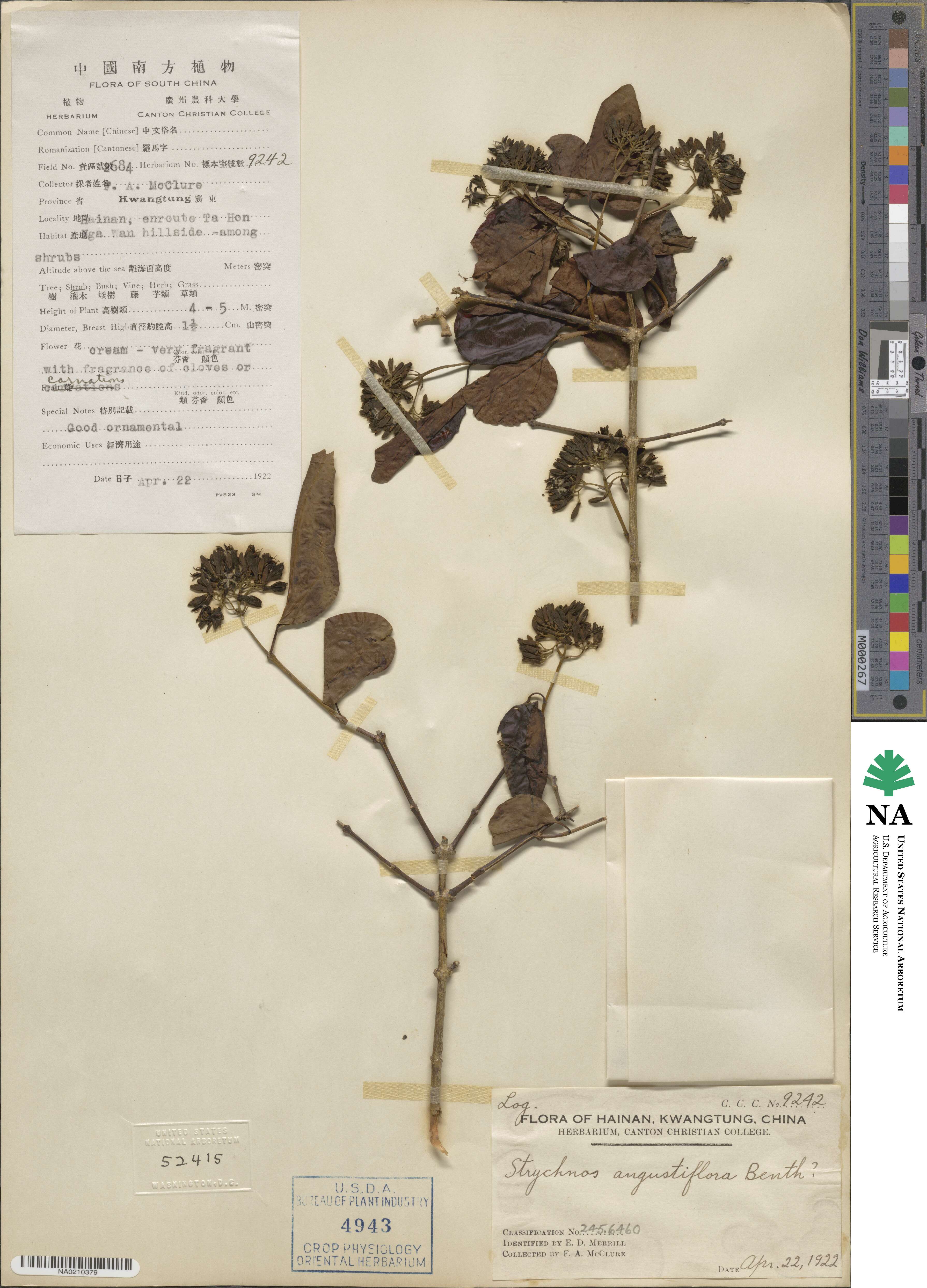 Strychnos angustiflora image