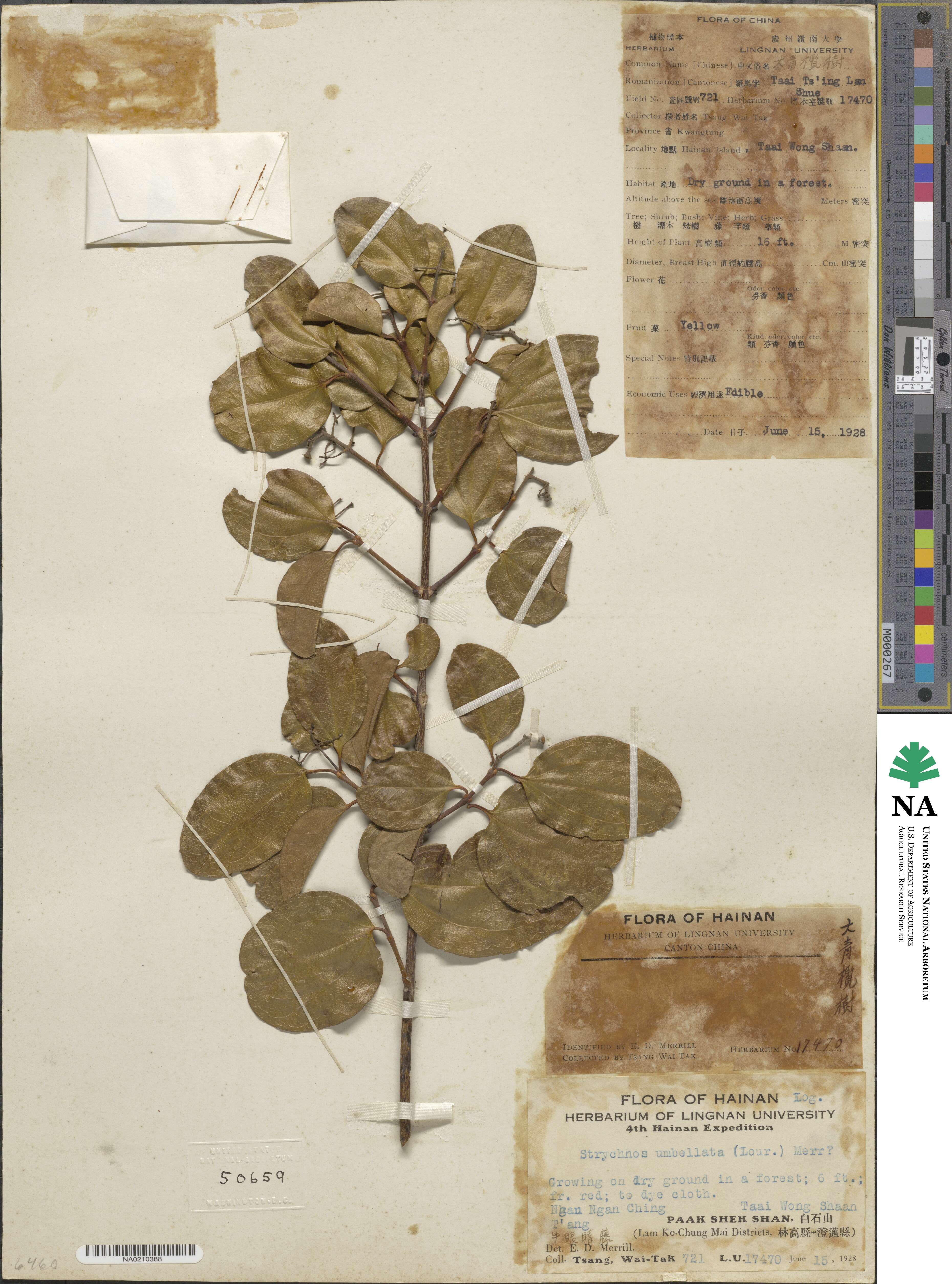 Strychnos umbellata image