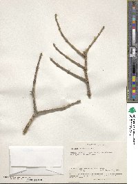 Strychnos cocculoides image