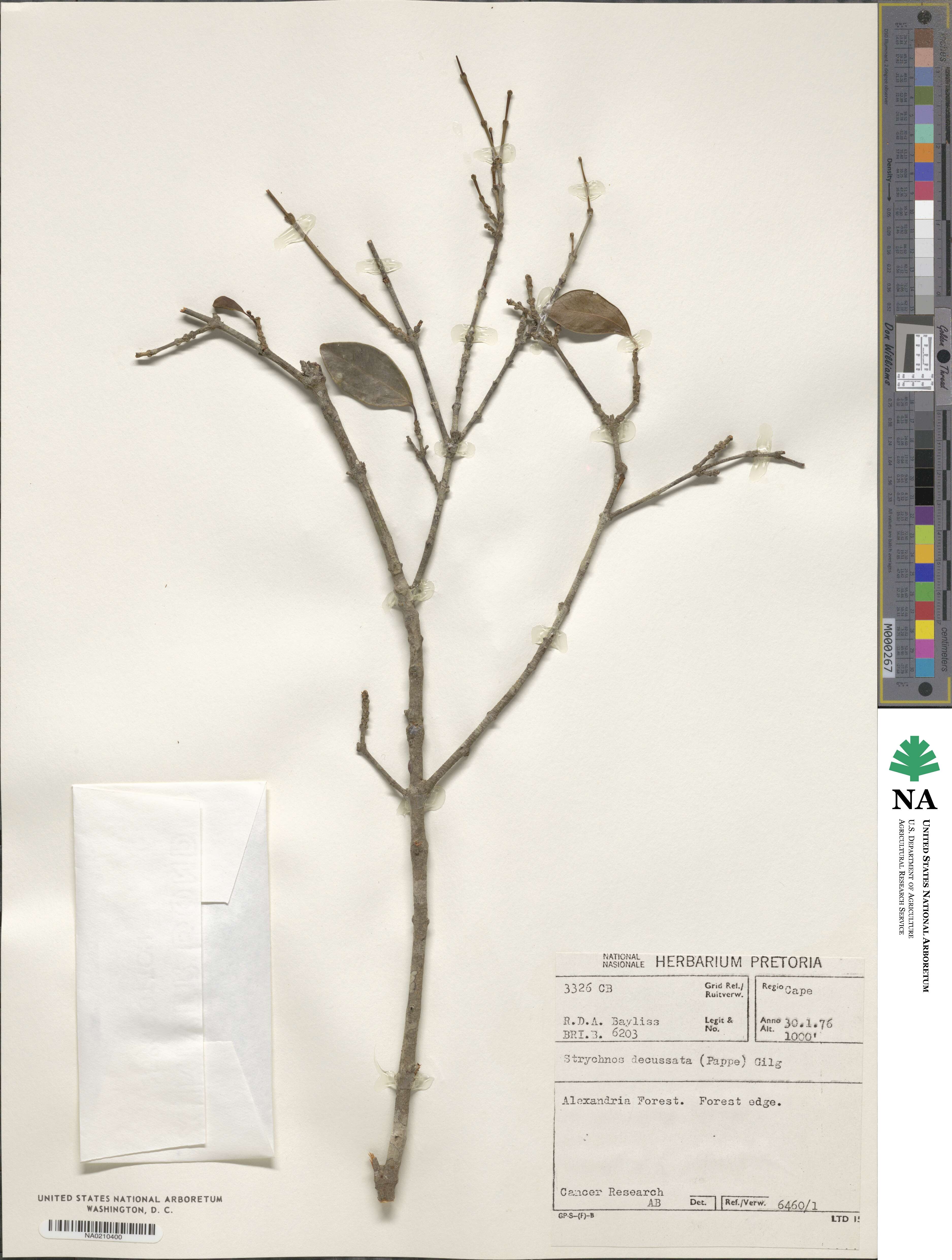 Strychnos decussata image