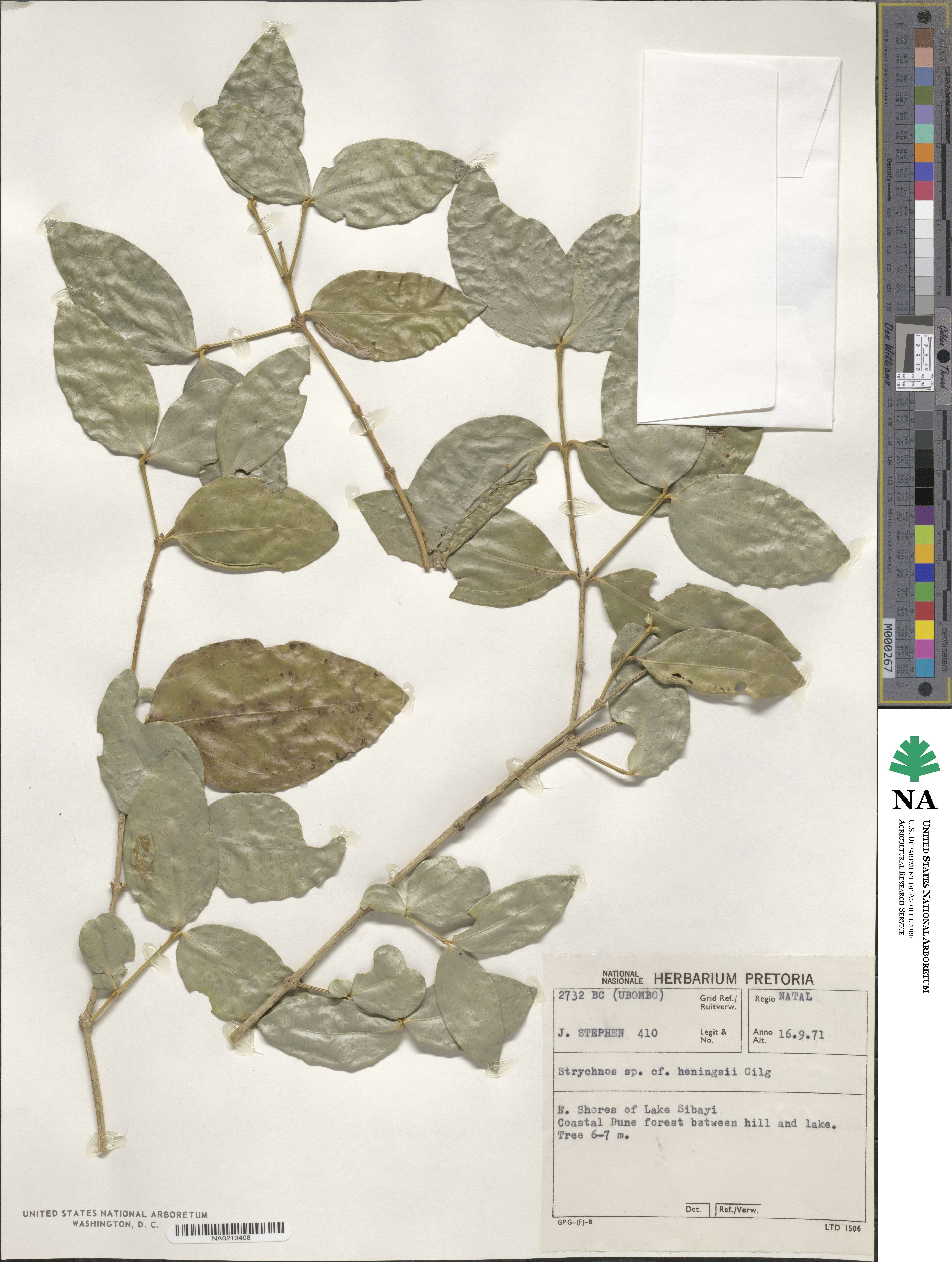 Strychnos henningsii image
