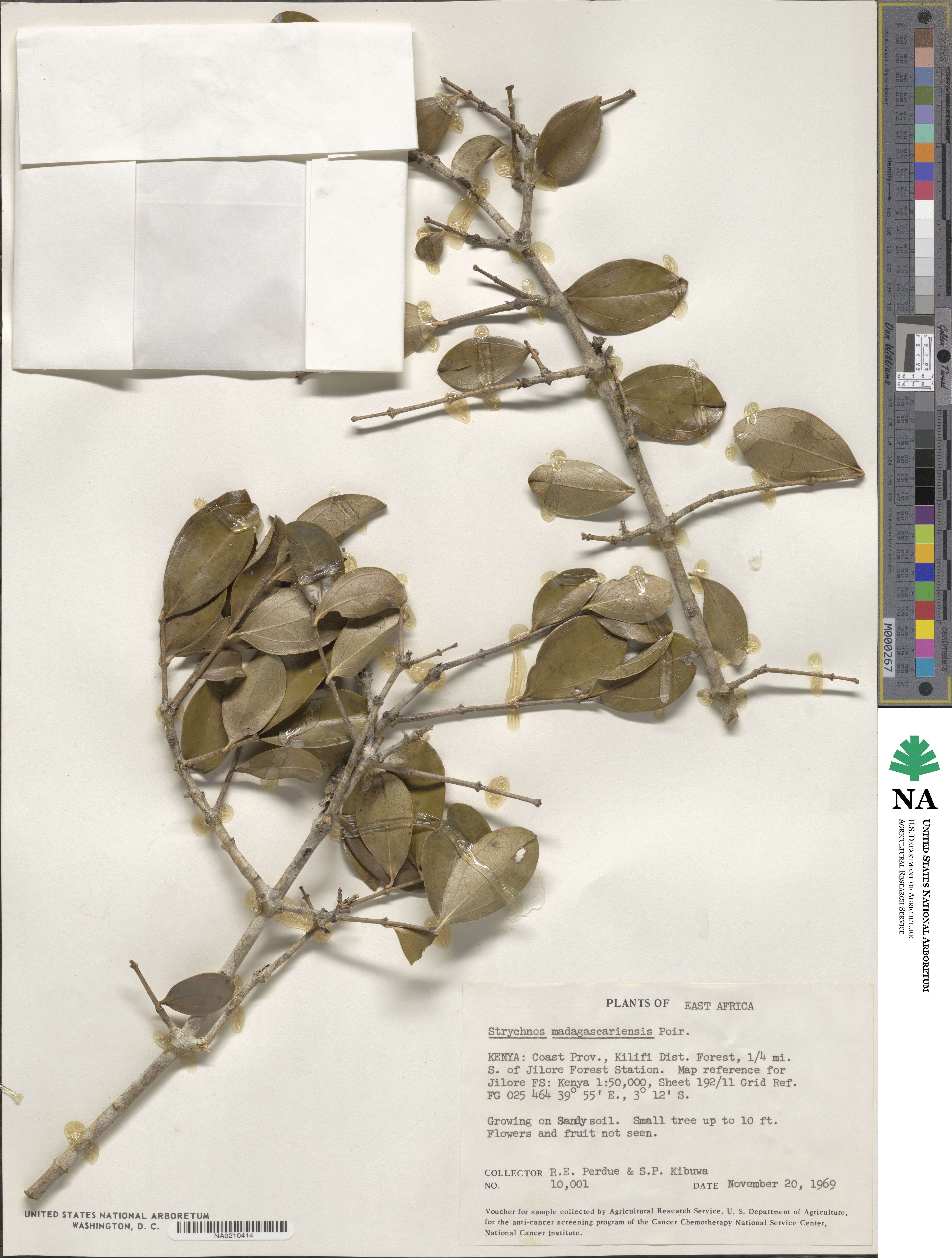 Strychnos madagascariensis image