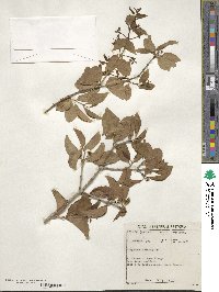 Strychnos spinosa image