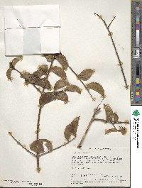 Strychnos spinosa image