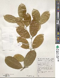 Image of Strychnos floribunda