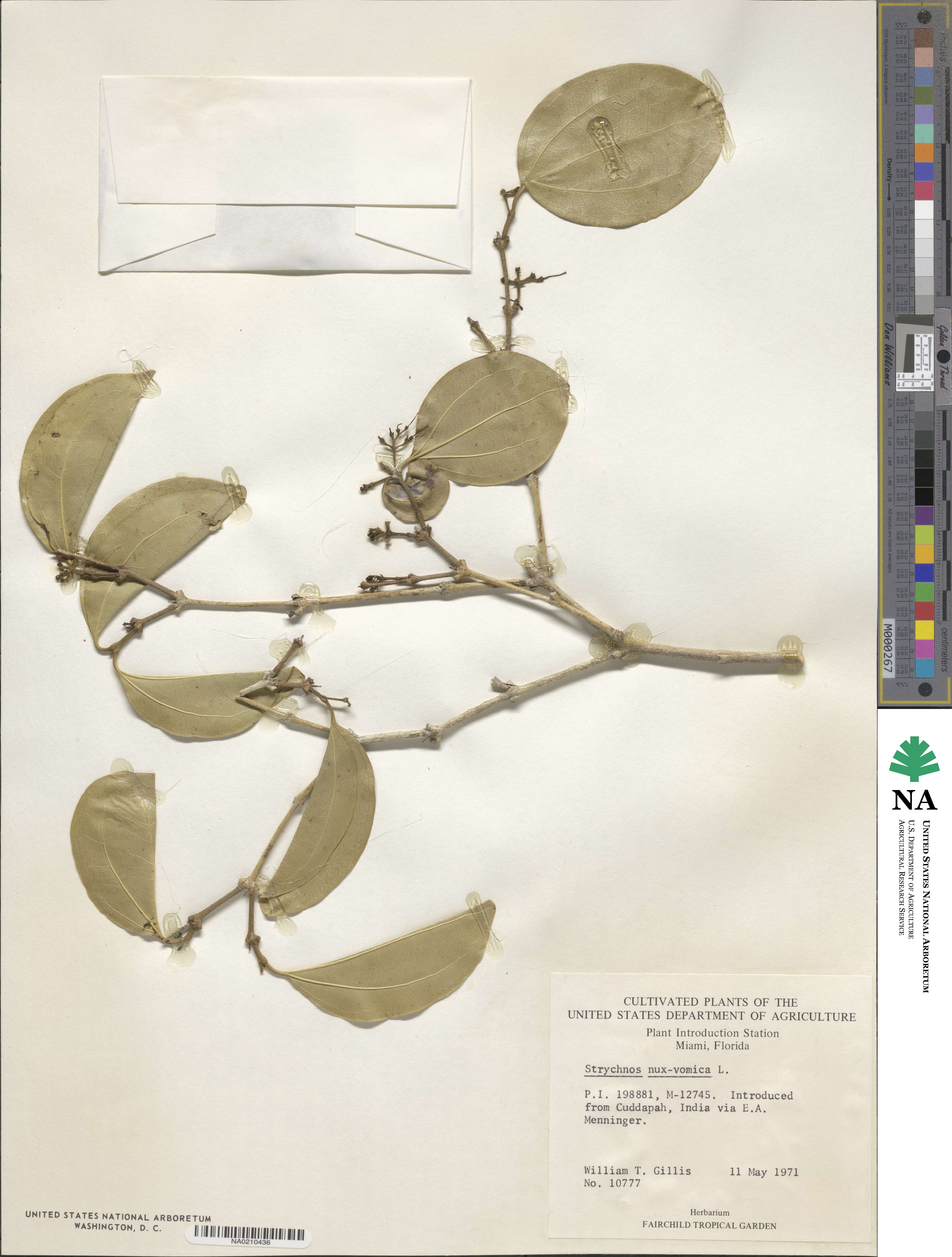 Strychnos nux-vomica image