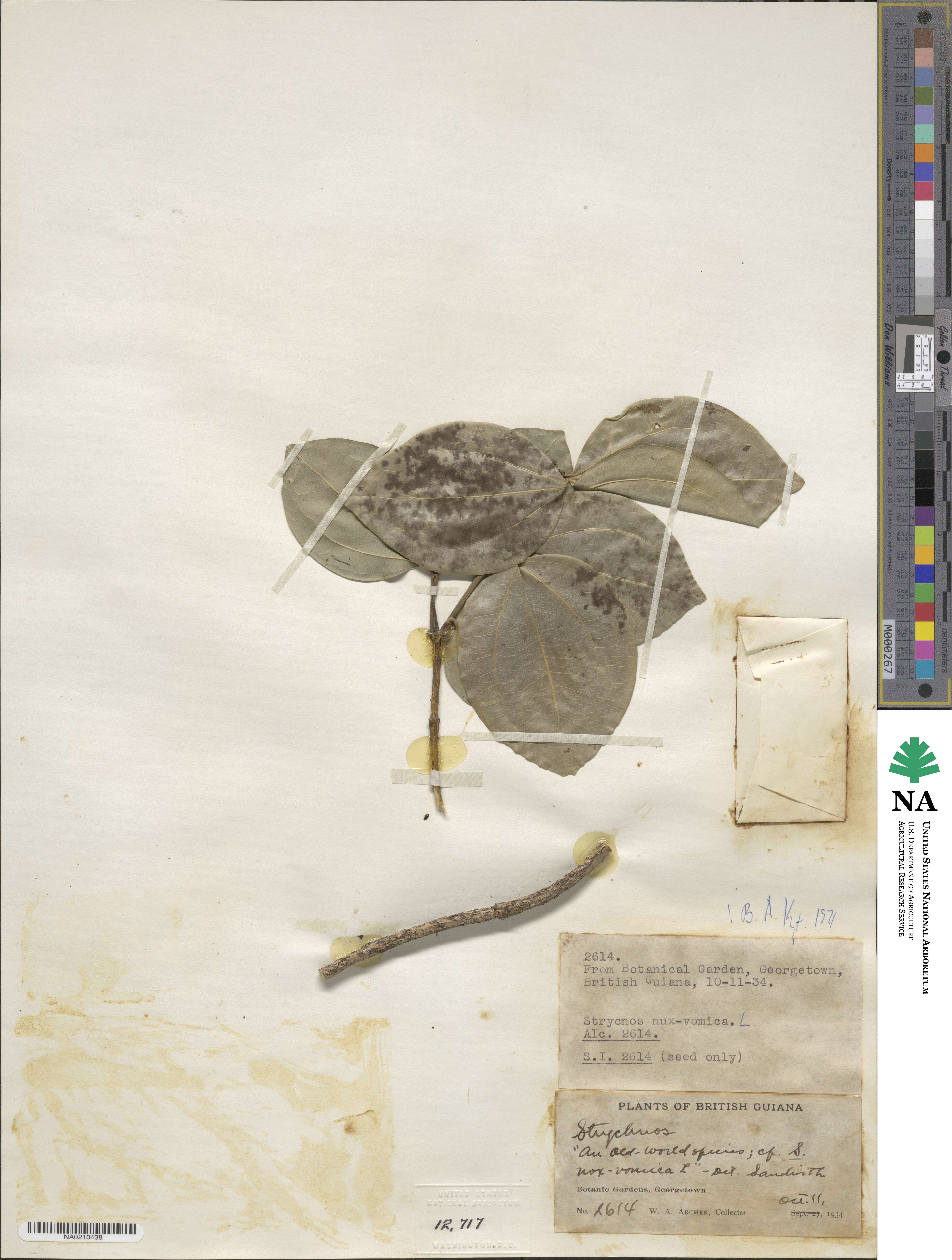 Strychnos nux-vomica image
