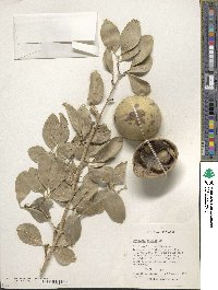 Strychnos spinosa image