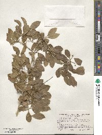 Strychnos spinosa image