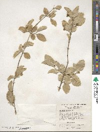 Strychnos spinosa image