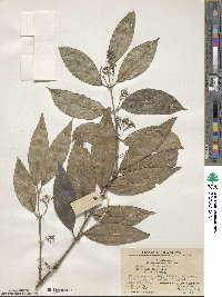 Image of Gardneria multiflora