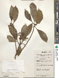 Cyrtophyllum fragrans image