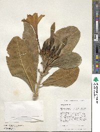 Fagraea ceilanica subsp. ceilanica image