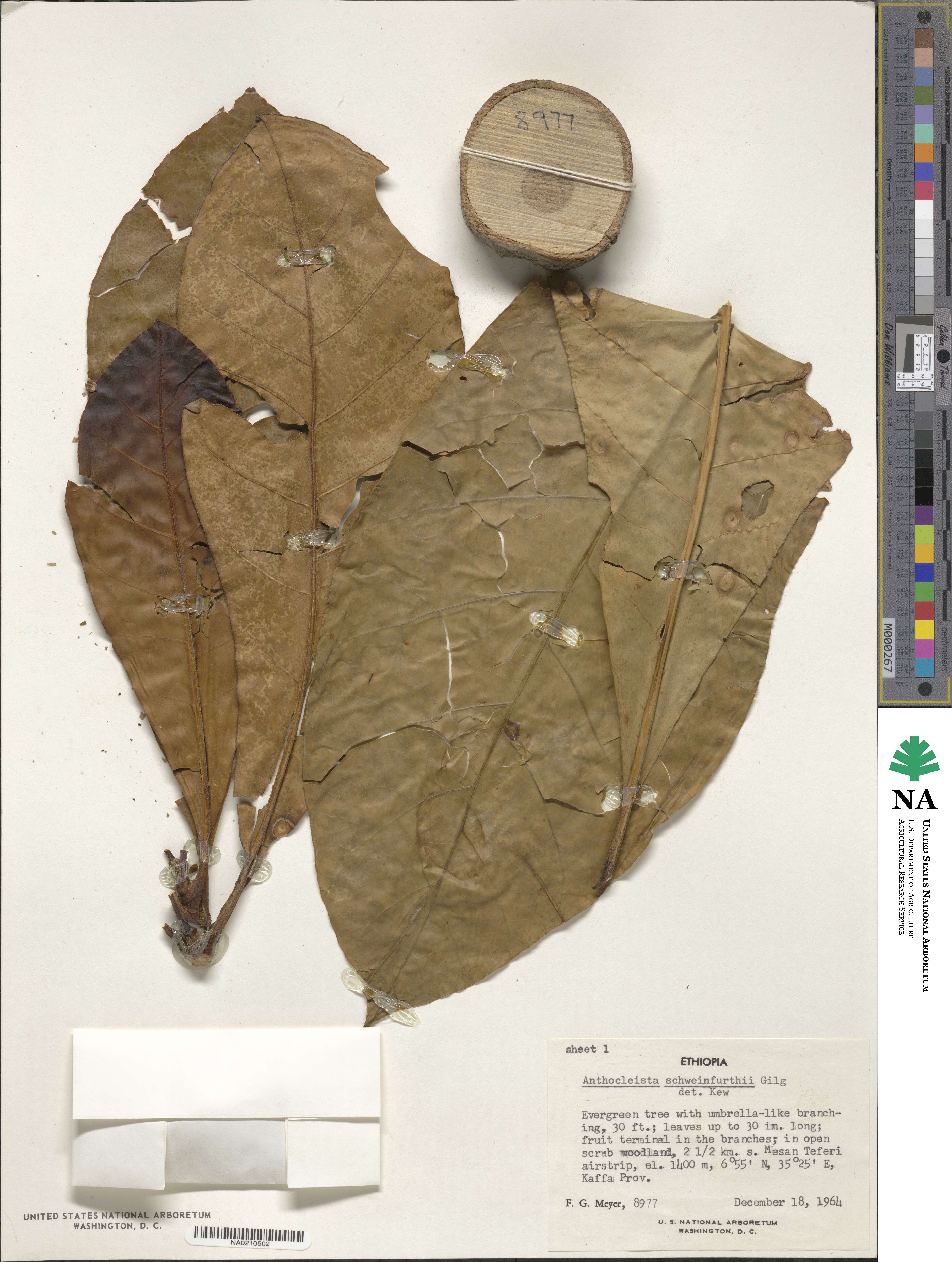 Anthocleista schweinfurthii image