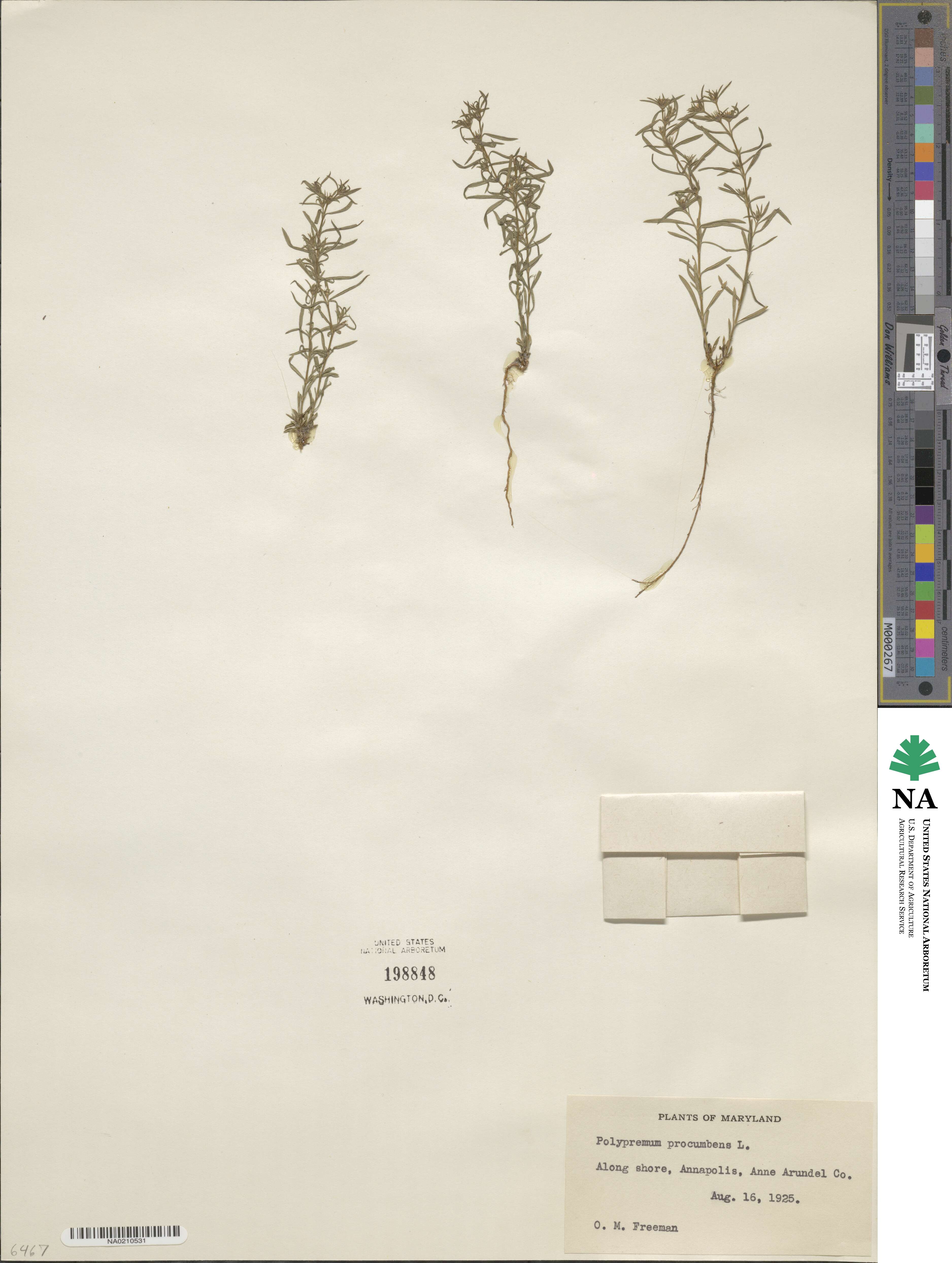 Polypremum procumbens image