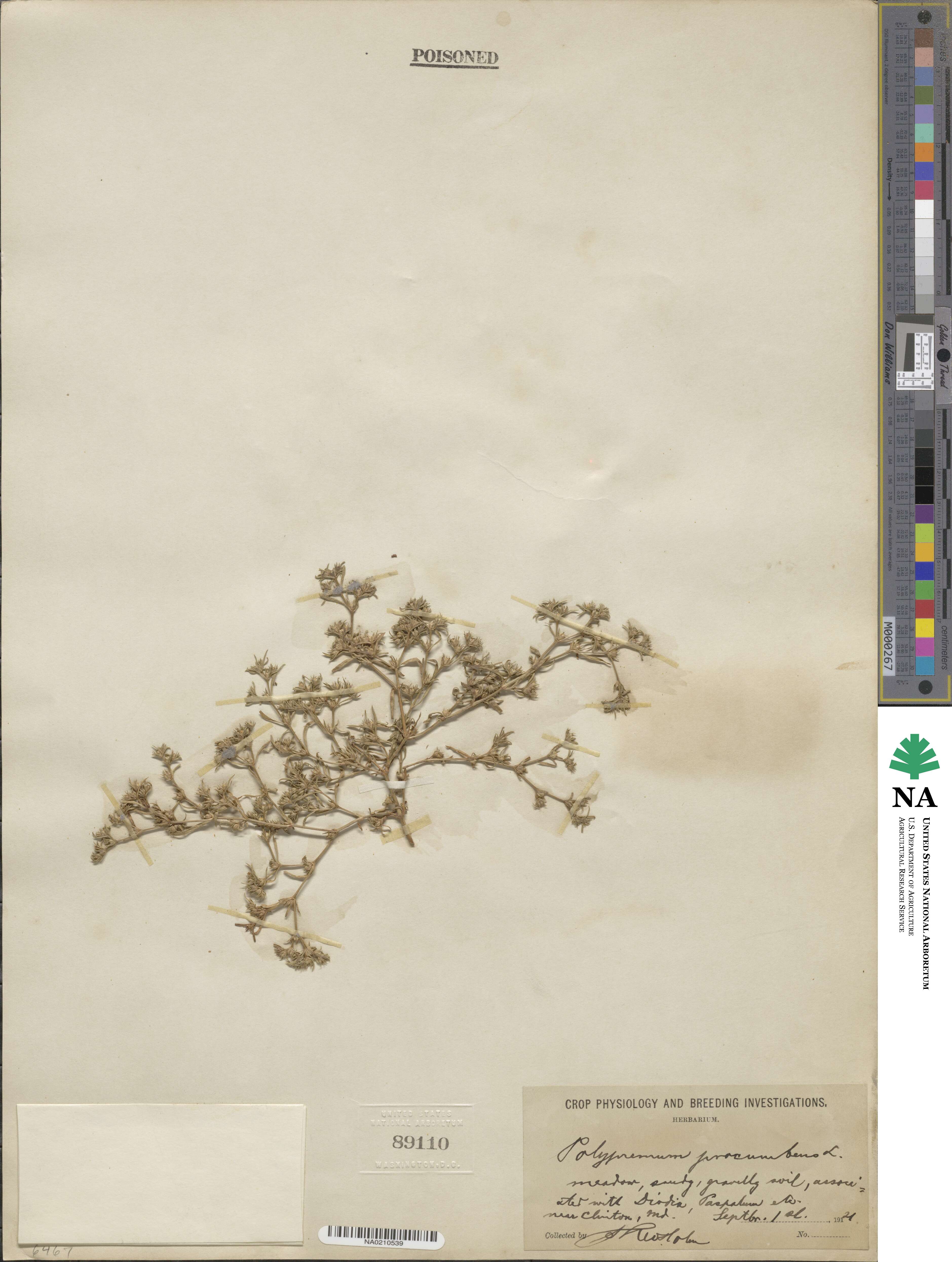 Polypremum procumbens image