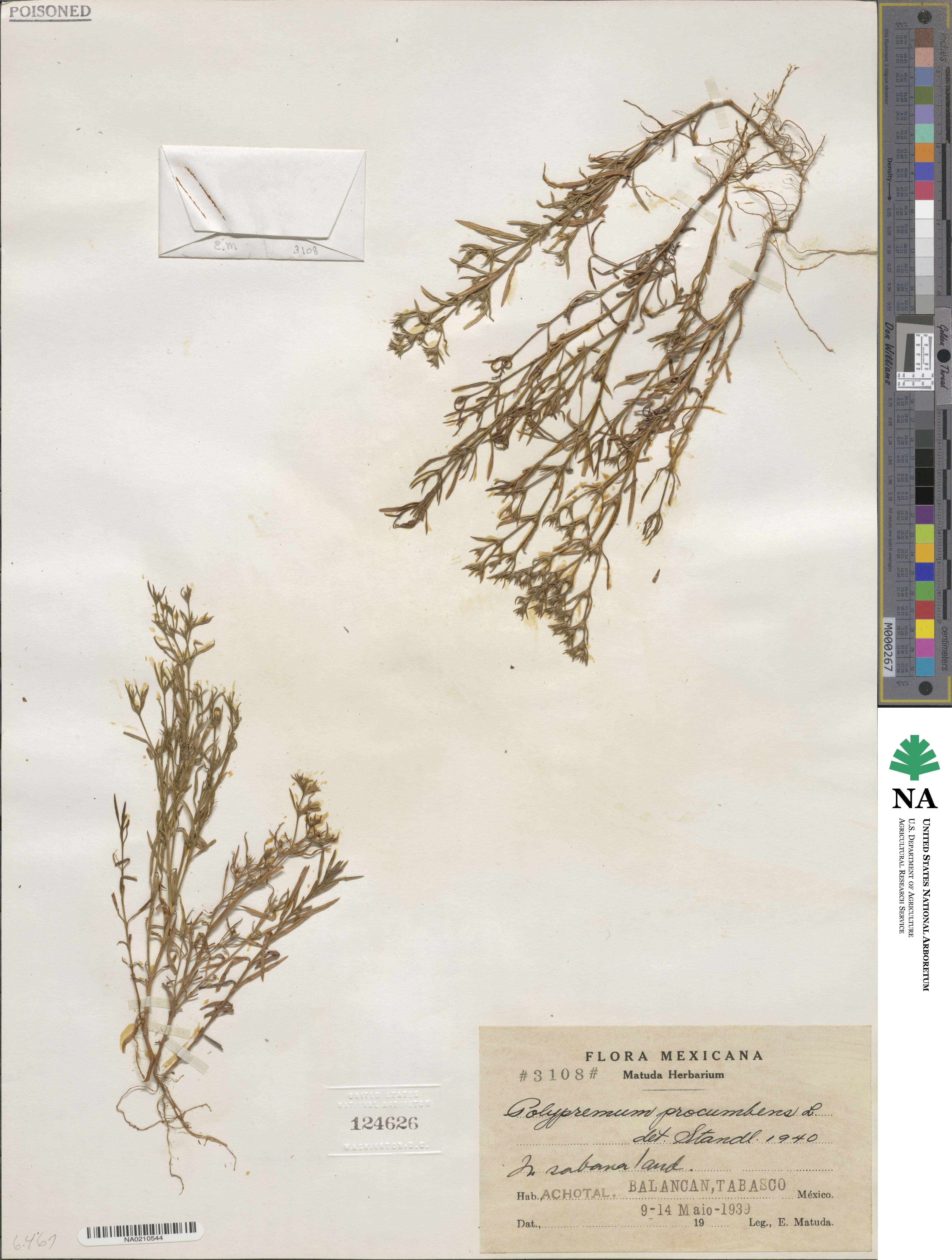 Polypremum image