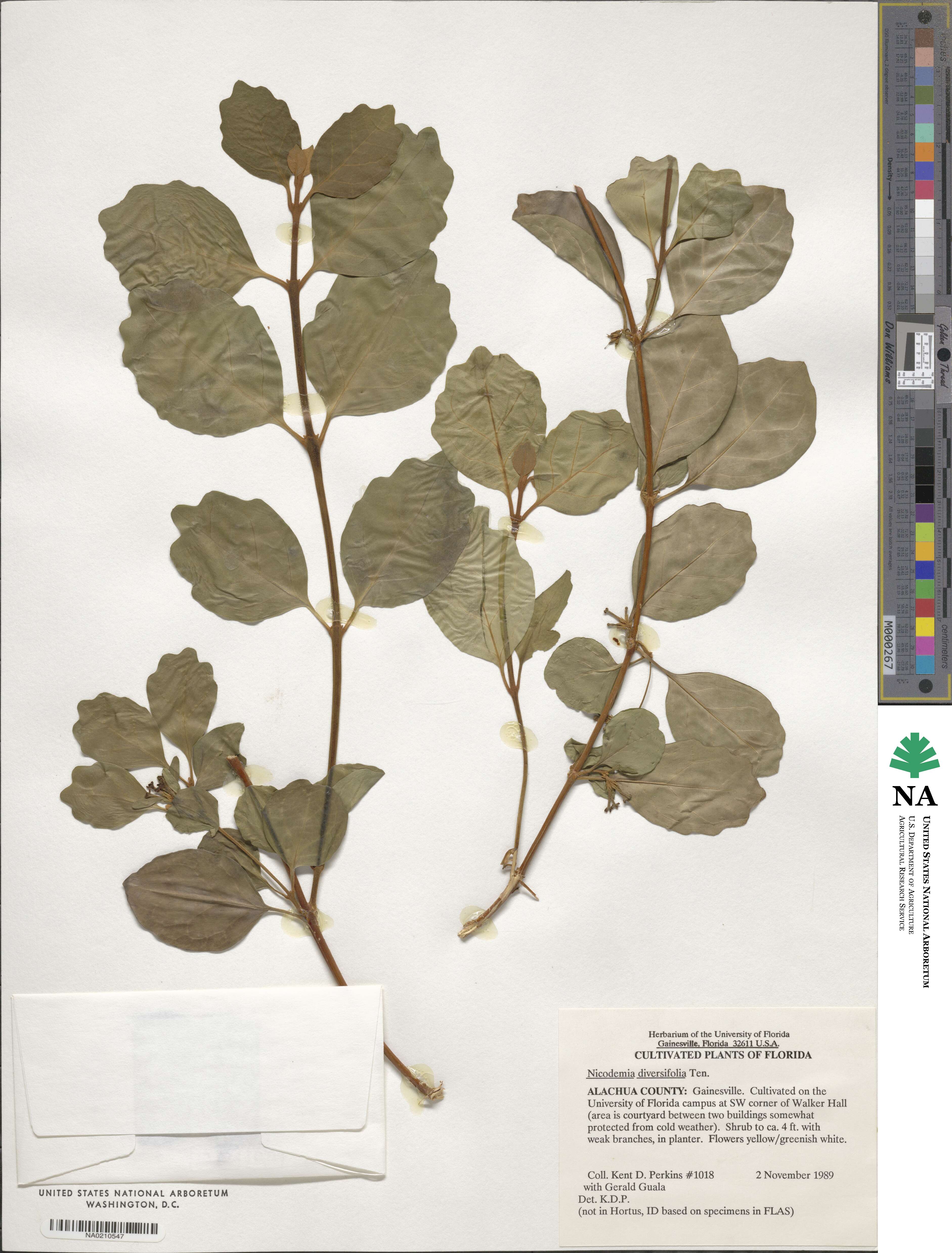 Buddleja indica image